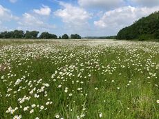 Polder Horst