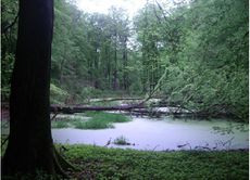 Wald am Dachsberg